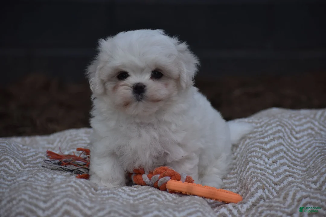 Maltese dogs for sale: Olaf - Ad 2