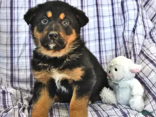 Mixed Breed dogs Max - Ad 36