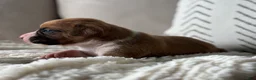 Boxer dogs for sale: Dozer - Ad 7