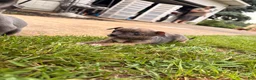 Chihuahua dogs for sale: Chihuahua 1 - Ad 5