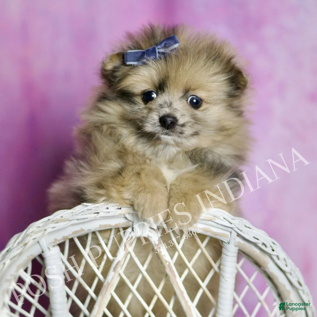 Pomeranian dogs for sale: Spot - Ad 4