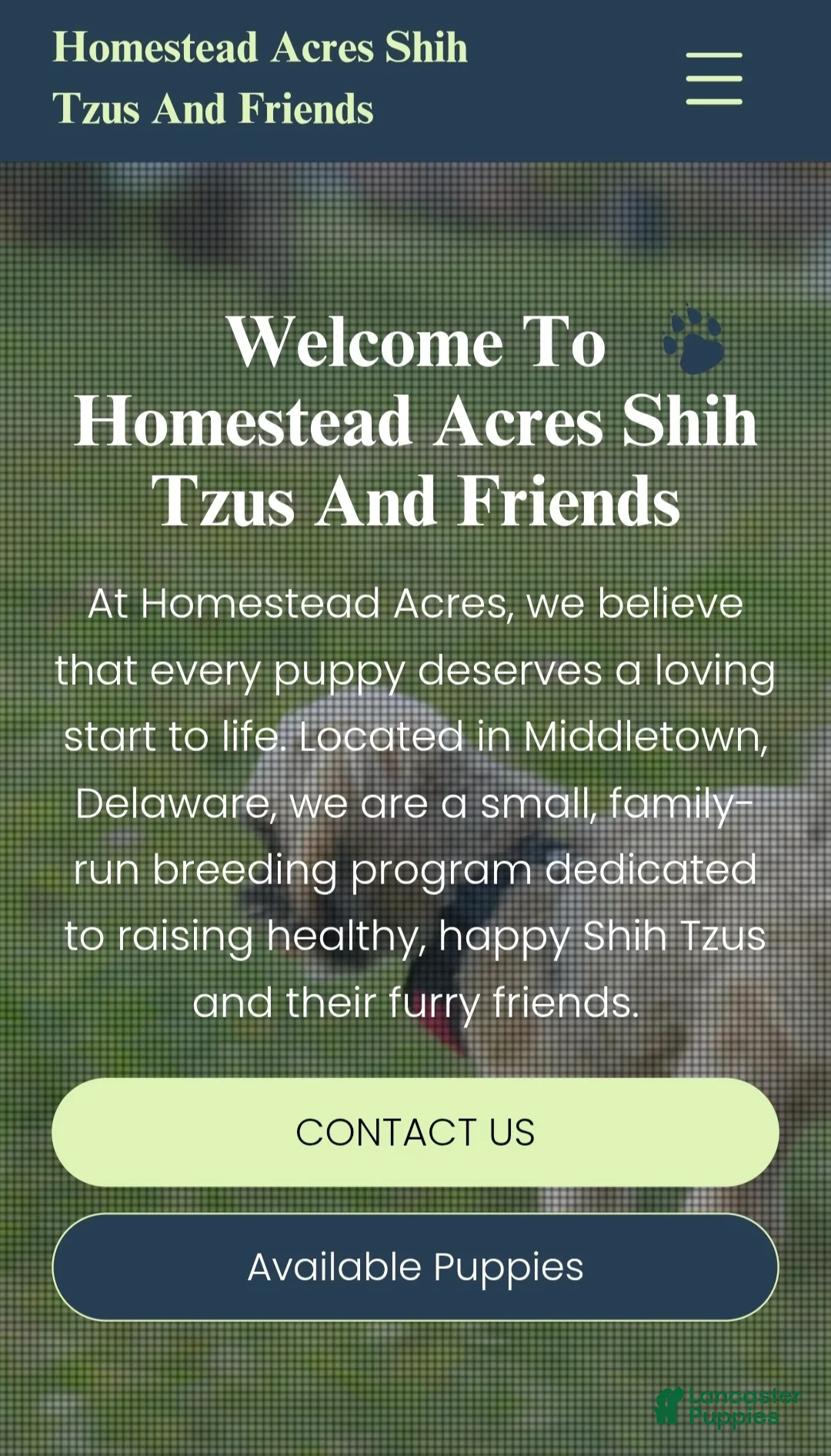 Shih Tzu dogs for sale: Queen  - Ad 2