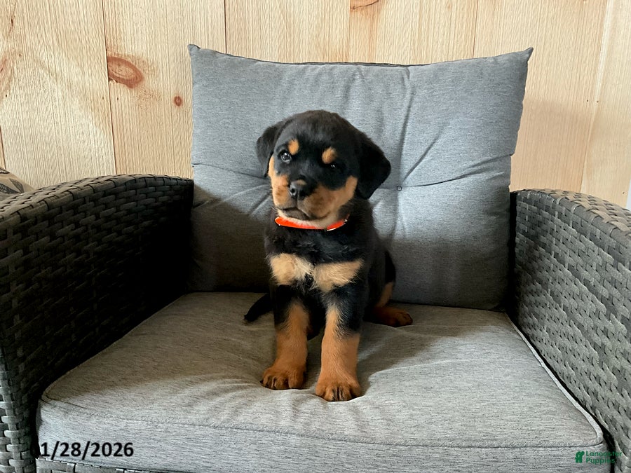 Rottweiler dogs Quella - Ad 2