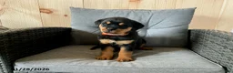 Rottweiler dogs for sale: Quella - Ad 2