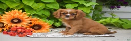 Cavalier King Charles Spaniel dogs for sale: Chief - Ad 6