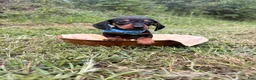 Miniature Dachshund dogs for sale: Miniature Dachshund Ziggy 💙 - Ad 3