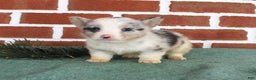 Welsh Corgi Pembroke dogs for sale: Jack - Ad 1