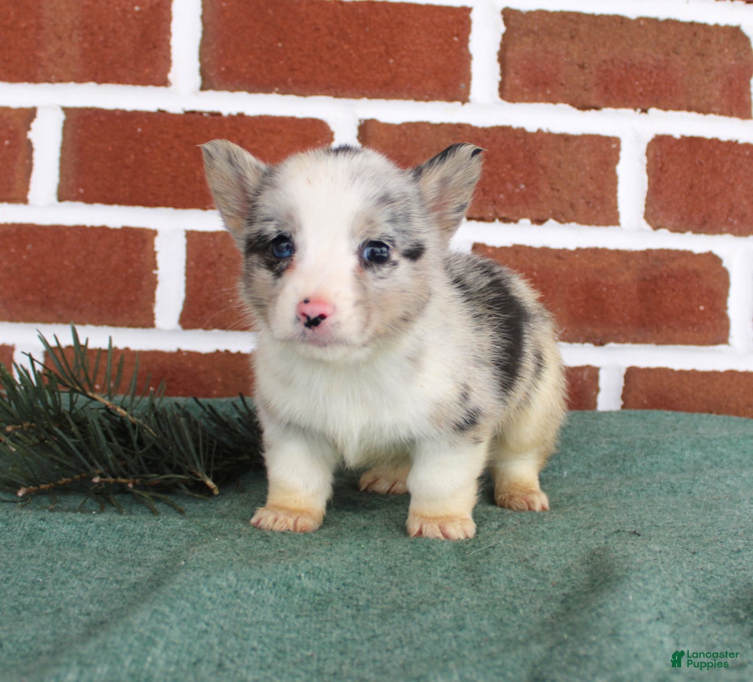 Welsh Corgi Pembroke dogs for sale: Jack - Ad 1
