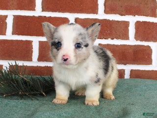 Welsh Corgi Pembroke dogs Jack - Ad 13