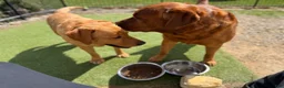 Labrador Retriever dogs for sale: Helen ♥️ Fox Red English Lab  - Ad 7