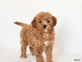 Miniature Poodle dogs Honey - Ad 4