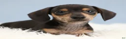 Miniature Dachshund dogs for sale: Jett ⚽️ - Ad 8