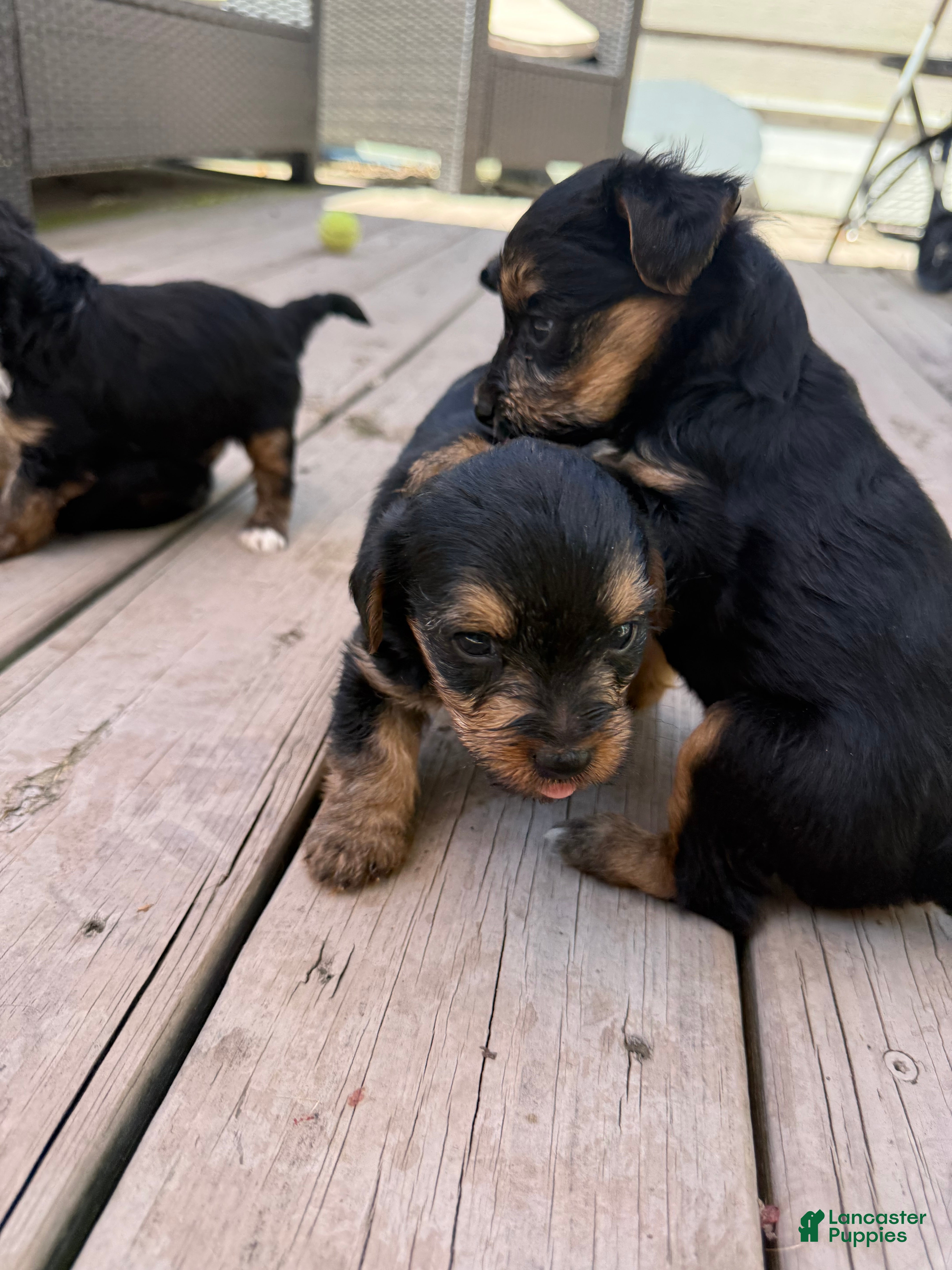 Yorkiepoo dogs Blueberry  - Ad 32