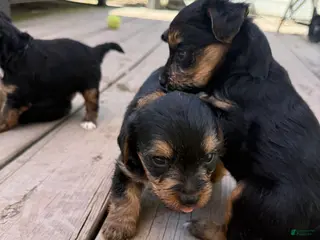 Yorkiepoo dogs Blueberry - Ad 32