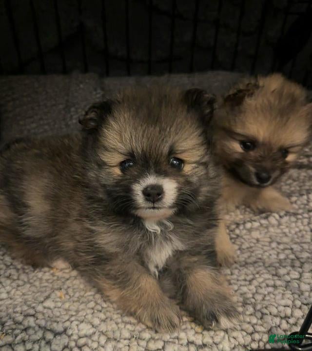 Pomeranian dogs for sale: Stacy - Ad 3