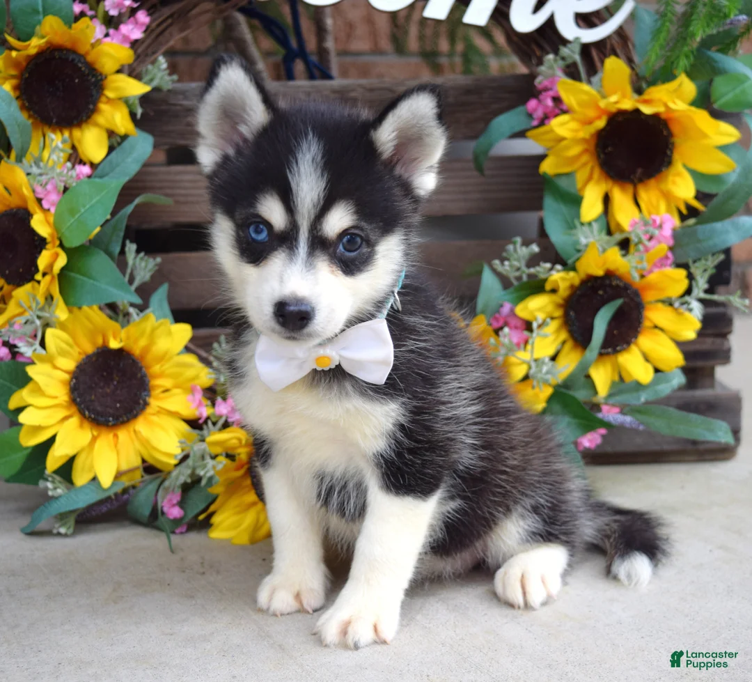 Pomsky dogs for sale: Piper - Ad 8