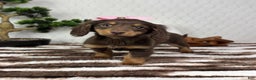 Miniature Dachshund dogs for sale: Daisy  - Ad 7