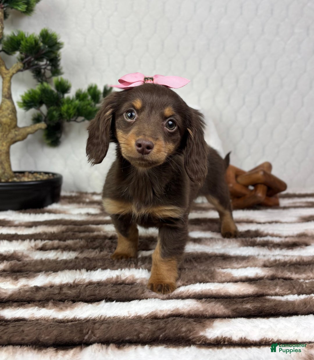 Miniature Dachshund dogs for sale: Daisy  - Ad 7