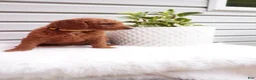 Goldendoodle dogs for sale: Rubble - Ad 5