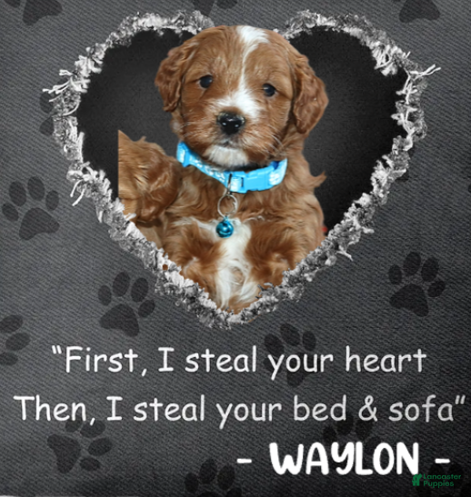 Mini Goldendoodle dogs Waylon 💙 Genetic Clear Parents - Ad 10