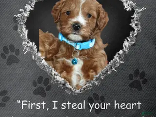 Mini Goldendoodle dogs Waylon 💙 Genetic Clear Parents - Ad 10