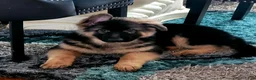 German Shepherd dogs for sale:  Nicholas  - Ad 1