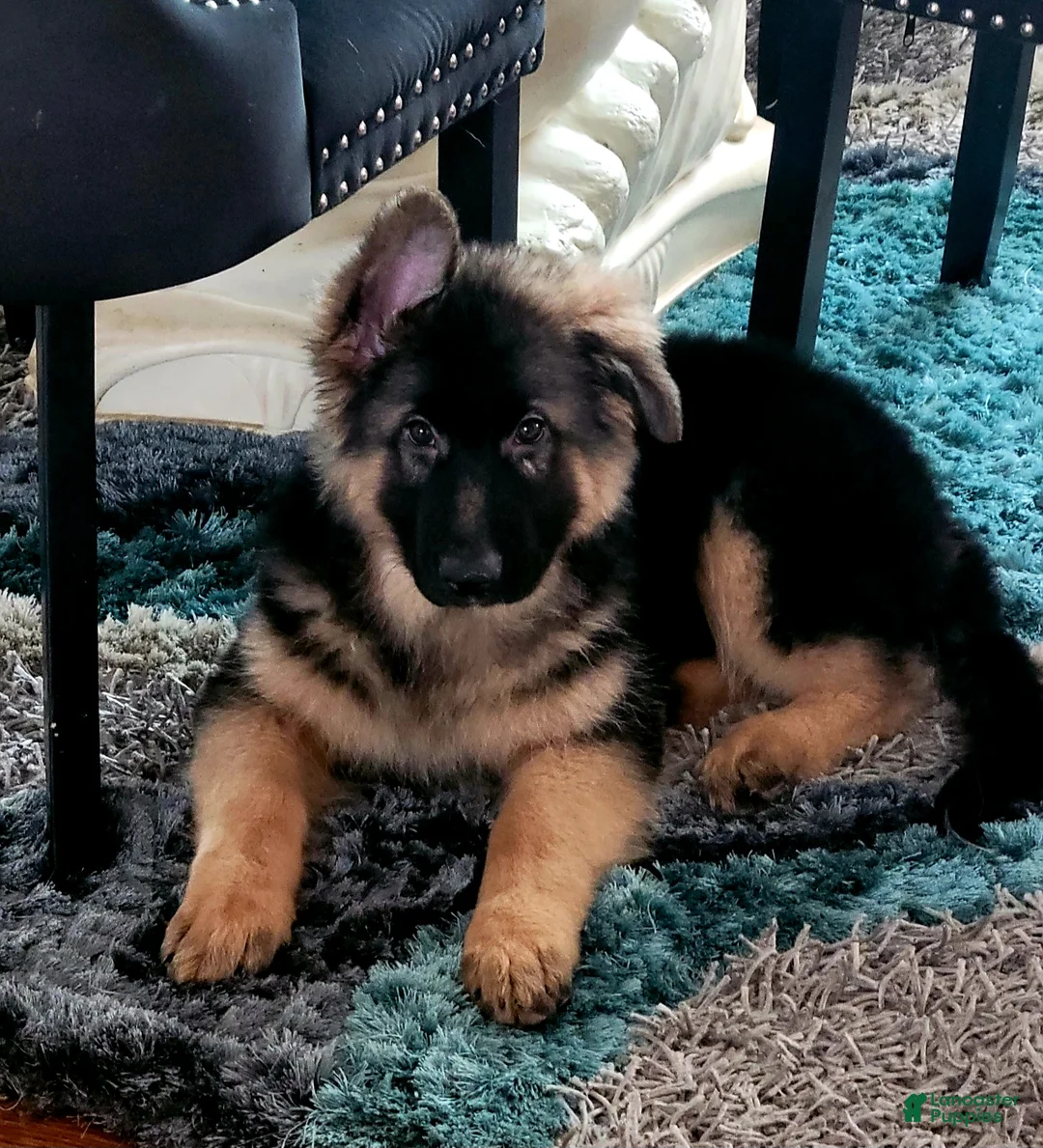 German Shepherd dogs for sale:  Nicholas  - Ad 1