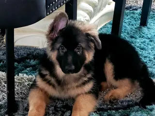 German Shepherd dogs Nicholas - Ad 30