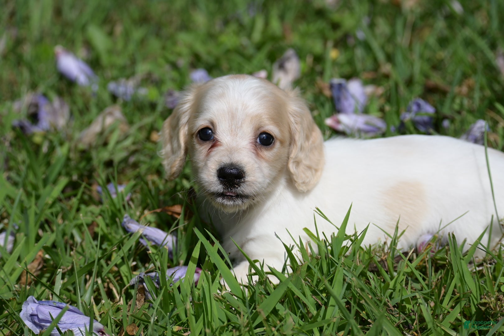 Miniature Dachshund dogs Violet - Ad 2