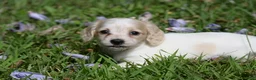 Miniature Dachshund dogs for sale: Violet - Ad 2