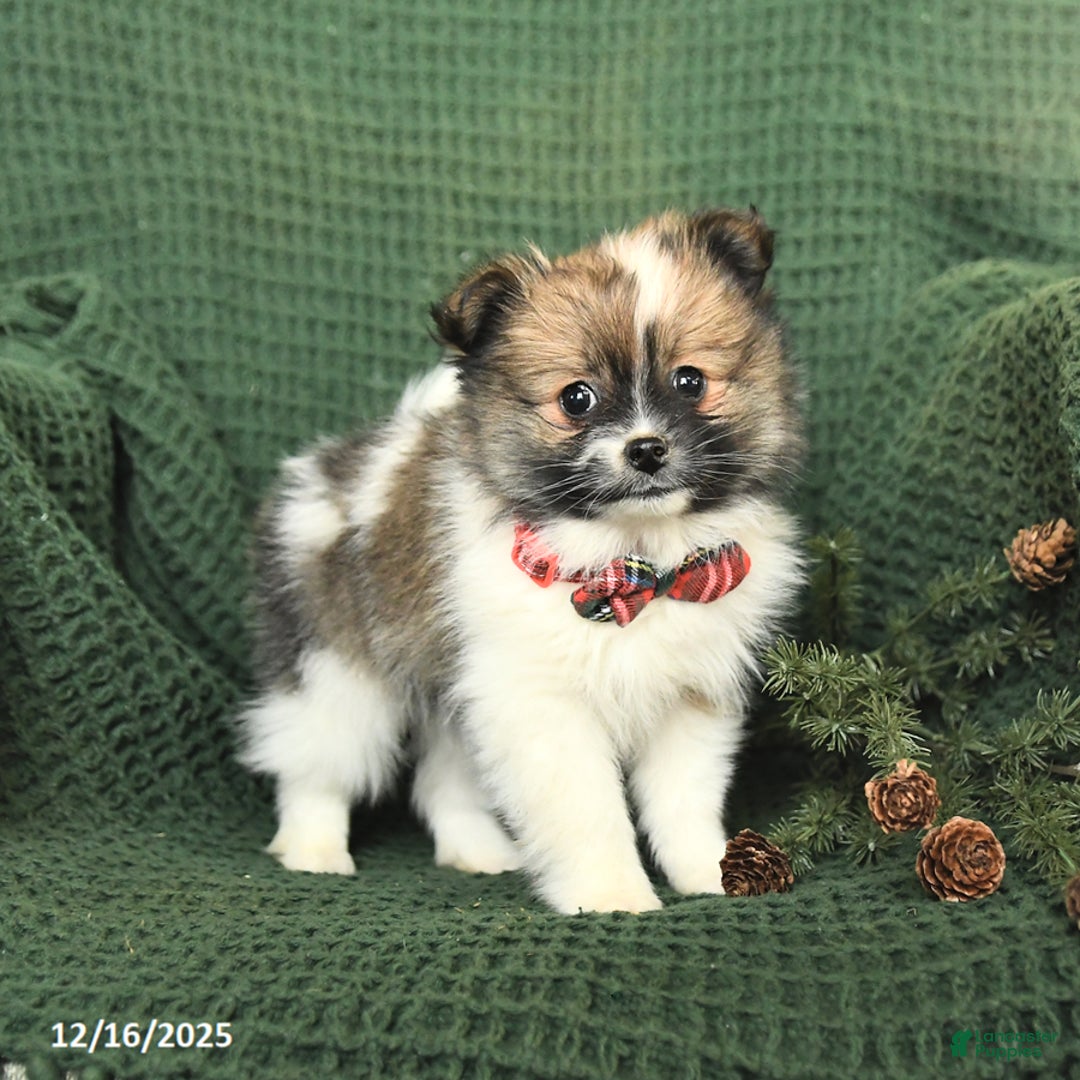 Pomeranian dogs for sale: Diane - Ad 2