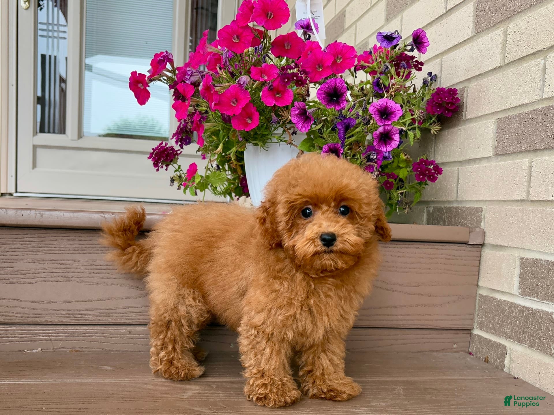 Maltipoo dogs Gorgeous - Ad 21