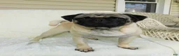 Pug dogs for sale: Dusty - Ad 2