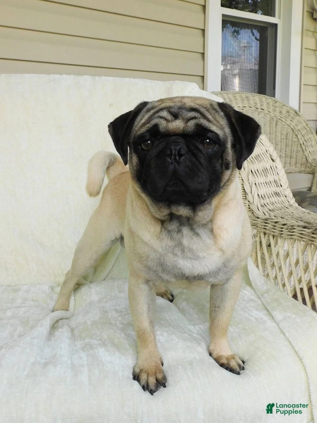 Pug dogs for sale: Dusty - Ad 2