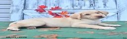 Labrador Retriever dogs for sale: Hillary - Ad 3