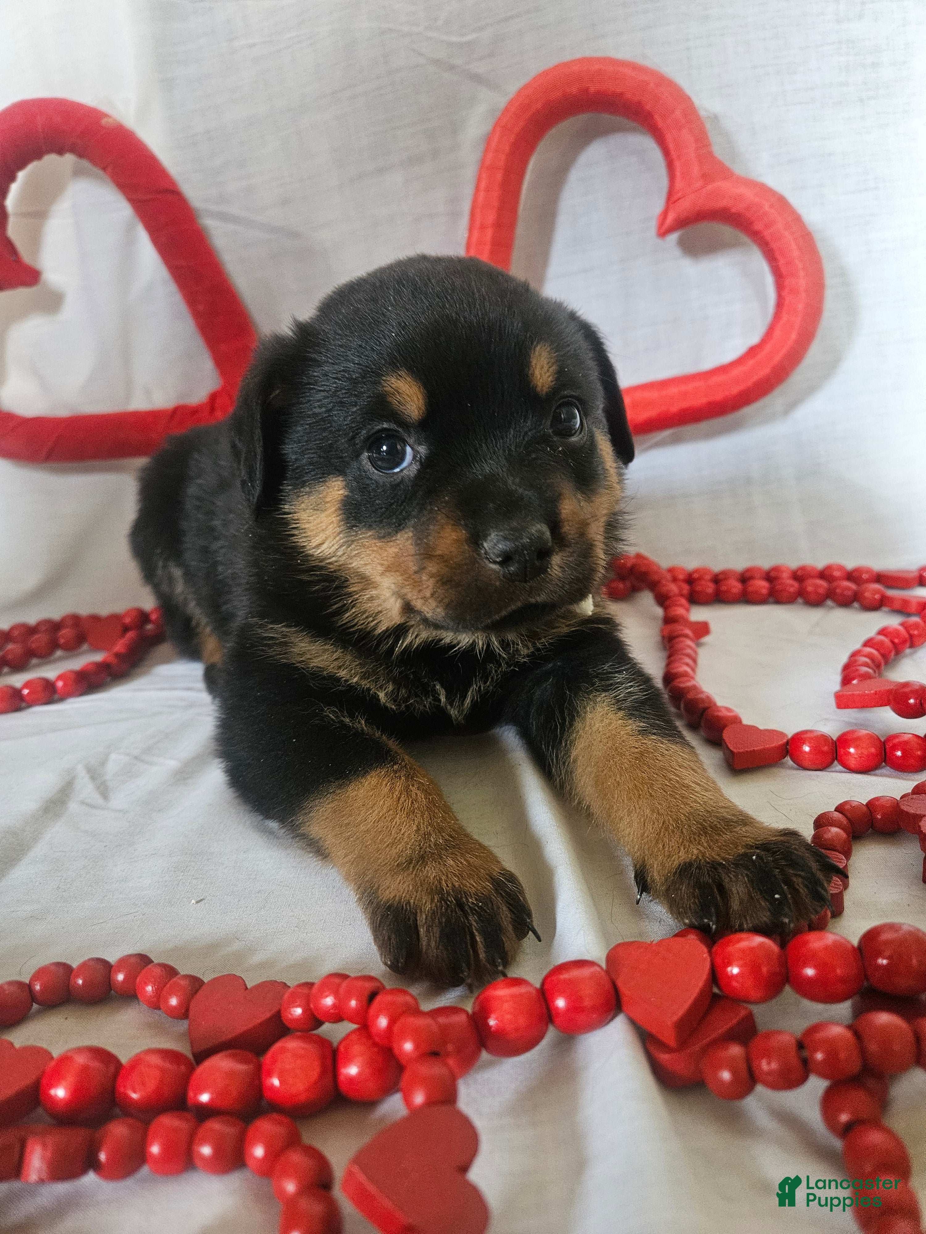 Rottweiler dogs Cleo - Ad 10