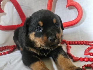 Rottweiler dogs Cleo - Ad 10