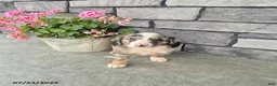 Mini Bernedoodle dogs for sale: Echo - Ad 2