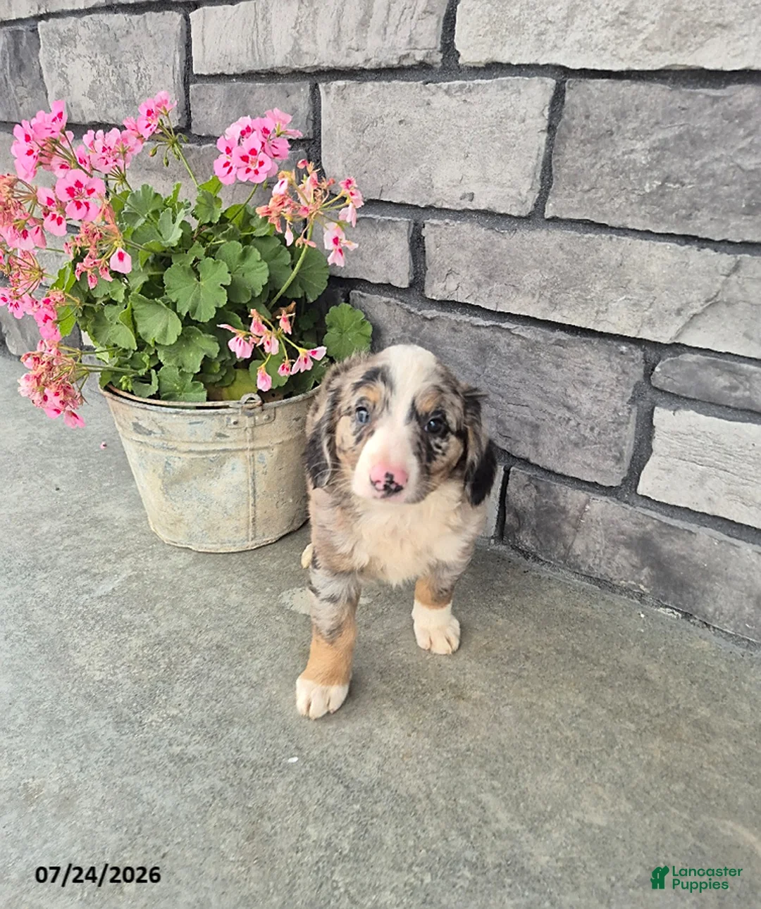 Mini Bernedoodle dogs for sale: Echo - Ad 2