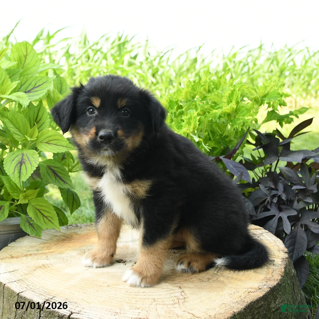 Australian Shepherd dogs for sale: Finn - Ad 2