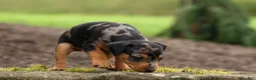 Miniature Pinscher dogs for sale: AMY - Ad 8