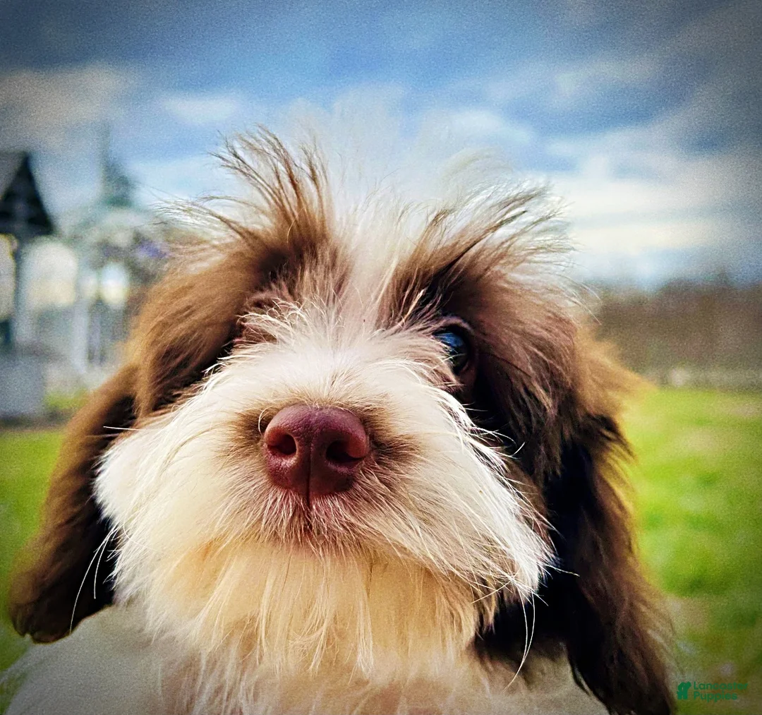 Havapoo dogs for sale: Simon - Ad 26