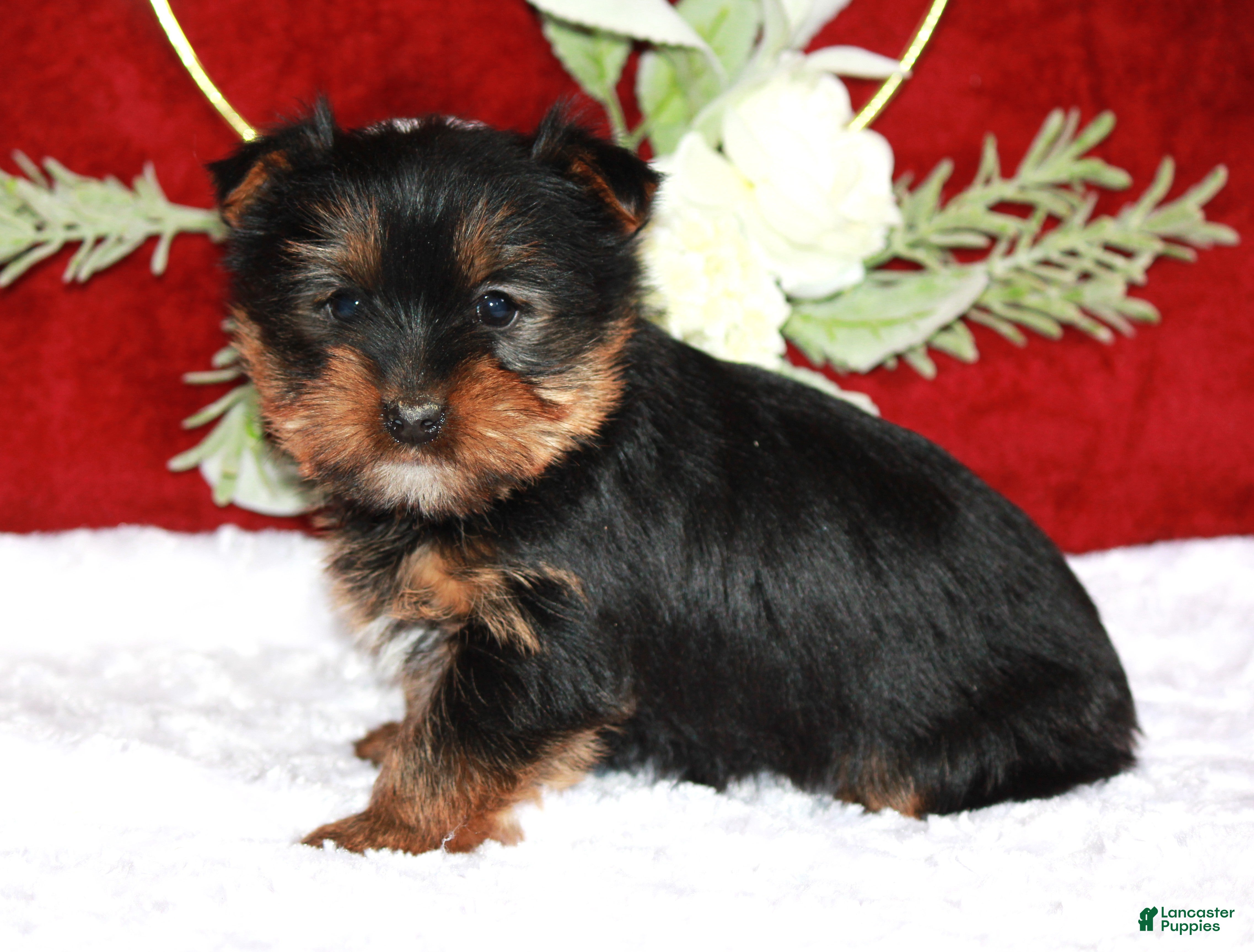 Yorkshire Terrier dogs Dalton - Ad 2