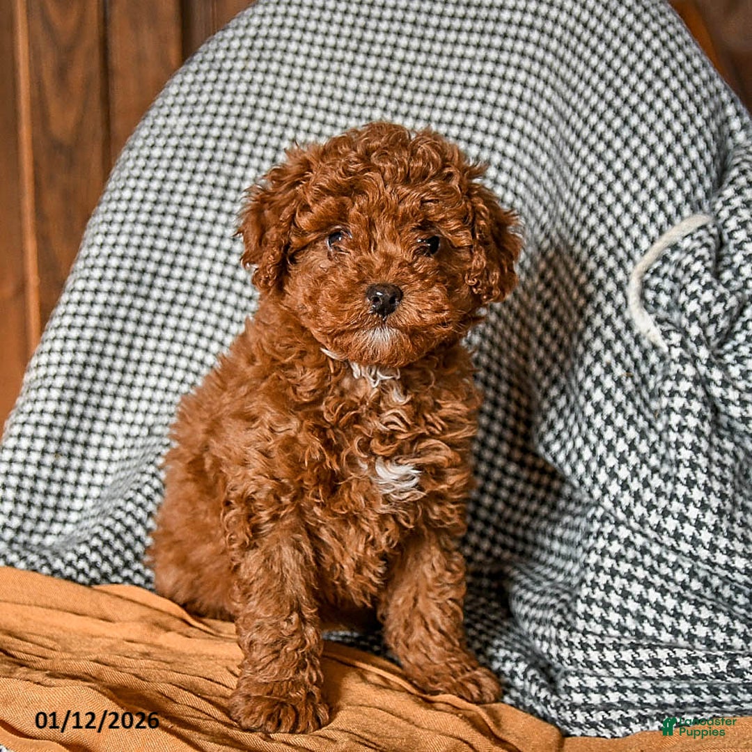 Cavapoo dogs for sale: Custard - Ad 3