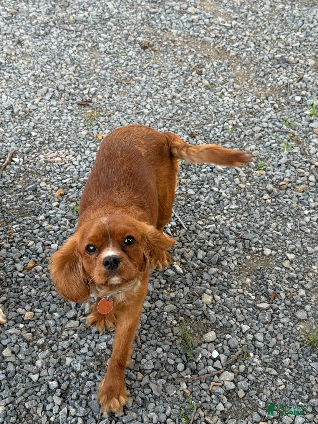 Cavapoo dogs for sale: Charlie - Ad 4