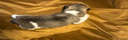Akita dogs for sale: Nova - Ad 14