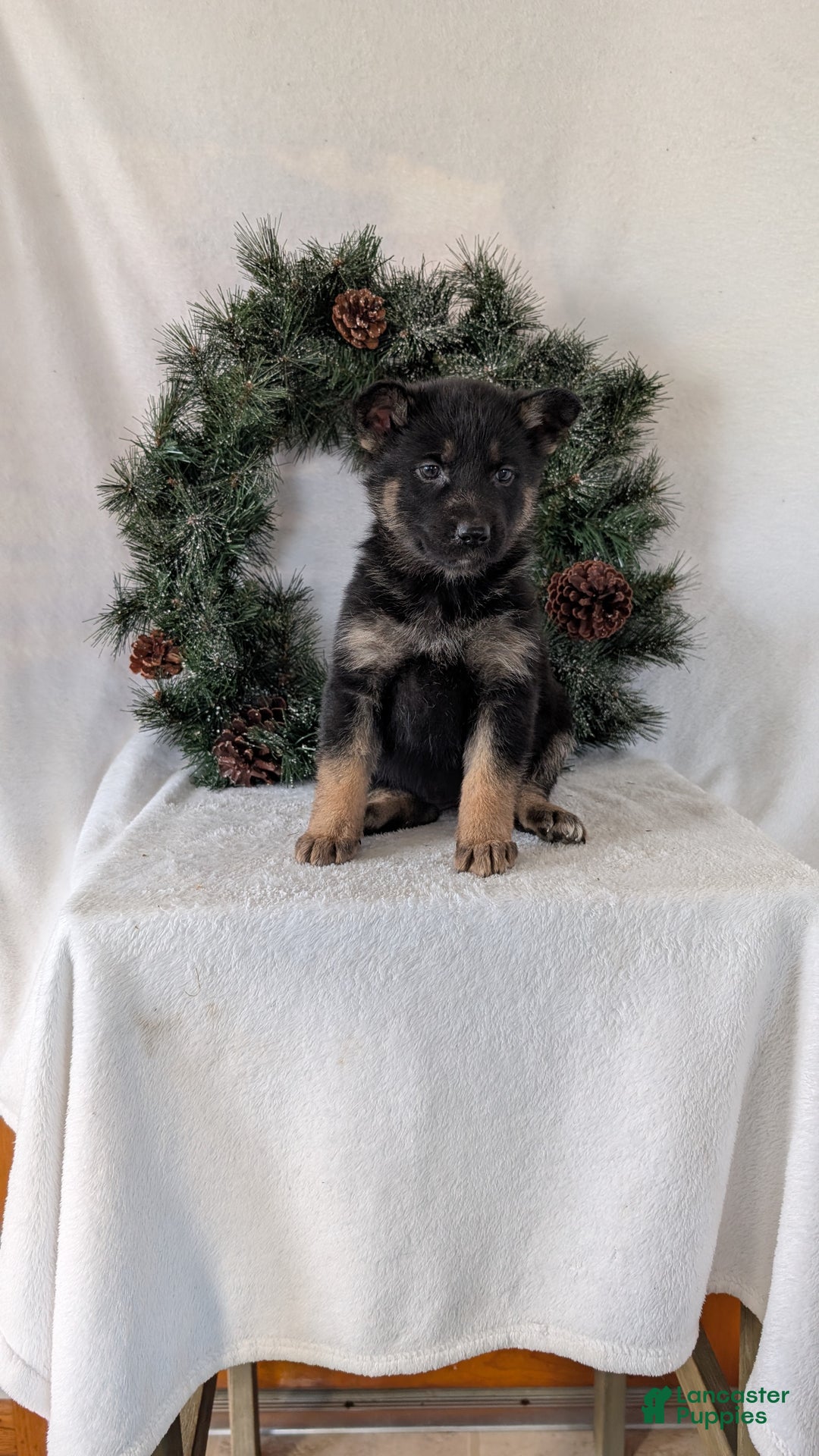 German Shepherd dogs for sale: Emmie  - Ad 7