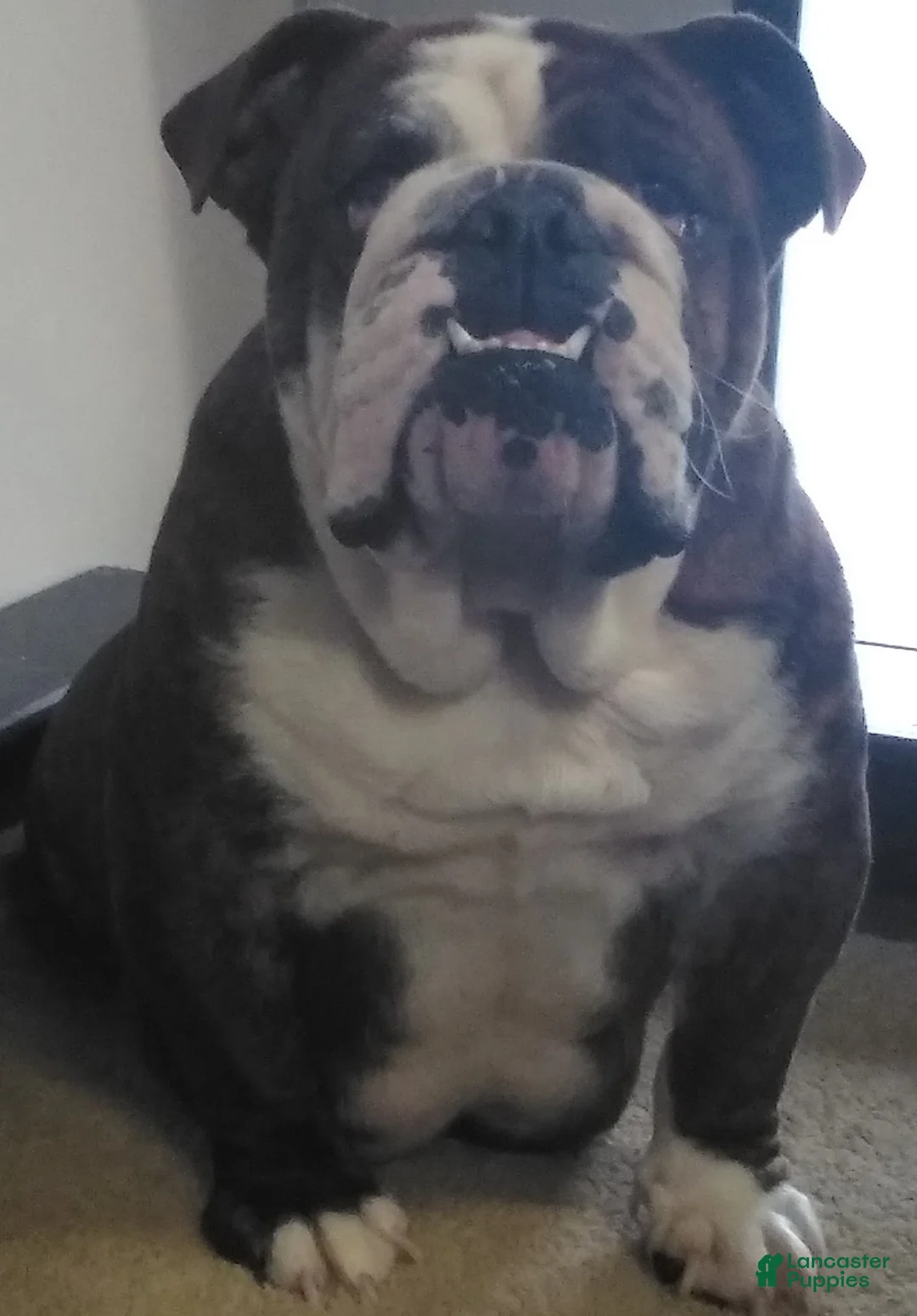 English Bulldog dogs for sale: Lila English Bulldog Puppy  - Ad 6