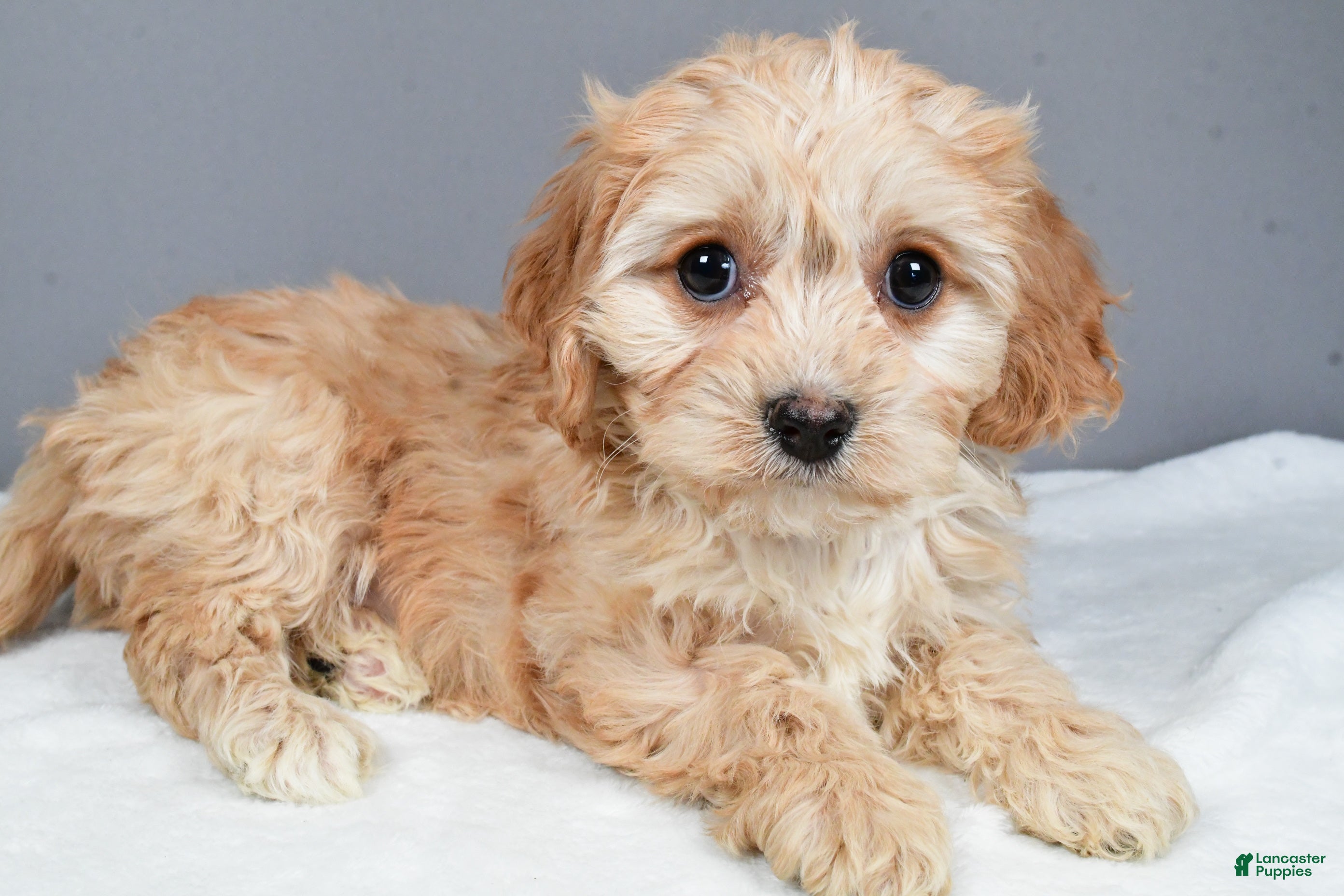 Cavachon dogs Robin - Ad 2