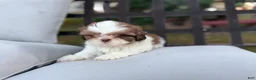 Shih Tzu dogs for sale: Shih Tzu 4 it’s a male  - Ad 2